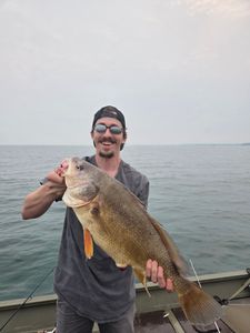 Freshwater drum fish caught while fishing in Elma New York