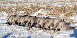 Flock of Canada geese feeding in snowy harvested cornfield in Elma New York