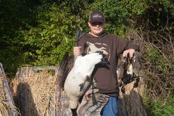 Successful goose hunt in Elma New York with harvested waterfowl