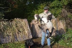 Waterfowl hunting scene with harvested geese in hunting blind setup in Elma New York