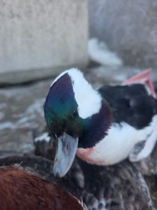 Mallard duck with iridescent green head and white collar in Elma New York
