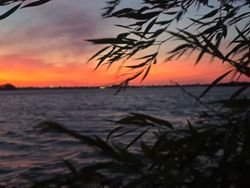 Sunset view through tall grass overlooking calm water in Elma New York