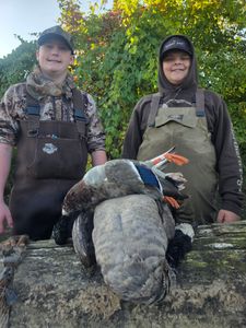 Successful turkey hunting in Elma New York with harvested wild turkey