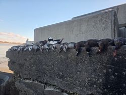 Waterfowl decoys arranged on concrete barrier near water in Elma New York hunting setup