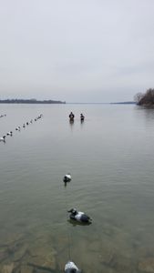 Waterfowl swimming in calm lake waters near shoreline in Elma New York