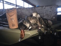 Harvested waterfowl displayed on boat gunwale in Elma New York after successful hunt