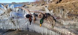 Harvested waterfowl arranged on ice-covered driftwood along frozen shoreline in Elma New York
