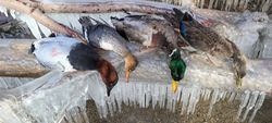 Harvested waterfowl including ducks displayed on ice formations in Elma New York