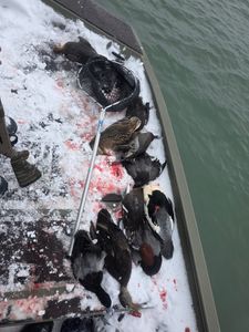 Harvested waterfowl laid out on snowy boat deck with landing net in Elma New York