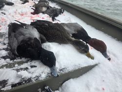 Fresh harvested waterfowl on snowy ground in Elma New York