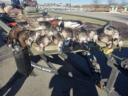Waterfowl hunting harvest displayed on boat trailer in Elma New York