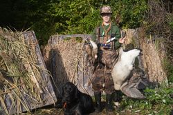 Successful waterfowl hunt in Elma New York showing harvested geese in hunting blind with black retriever dog