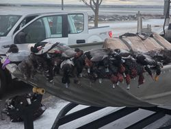 Multiple waterfowl arranged on boat deck after successful hunting trip in Elma New York