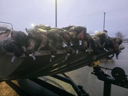 Harvested waterfowl displayed on boat trailer in Elma New York