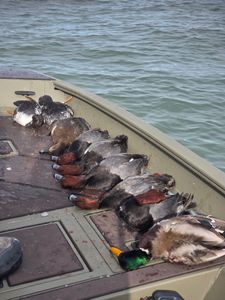 Harvested waterfowl including mallards and other ducks displayed on boat deck in Elma New York