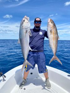 Two greater amberjack fish caught while fishing in Key Biscayne