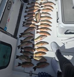 Eight grey snapper fish caught in FL on cruises and fishing trips