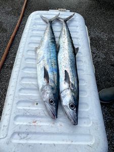 Two king mackerel fish caught during a cruises and fishing trip in Key Biscayne