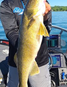 A great summer Lake Geneva walleye