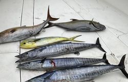 5 Wahoo Fish caught in Wilmington