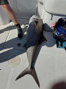 Fishing in Wilmington