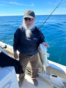 Photograph of a 14-inch Gag Grouper caught fishing in Wilmington