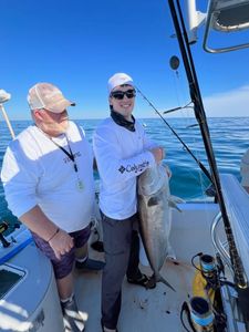 Greater Amberjack fish caught while fishing in Panama City Beach