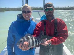 A sheepshead fish caught in St James City