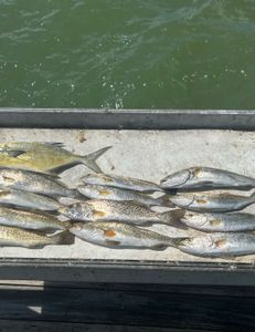 8 spotted weakfish caught while fishing in St James City