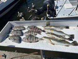 7 spotted weakfish and sheepshead caught while fishing in FL