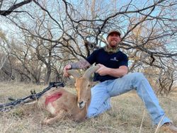 Texas mule deer