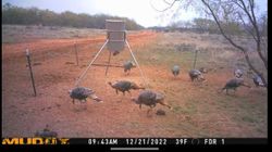 Wings over Texas: Turkey Hunting