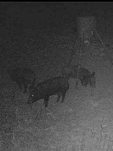 Hog Hunting in Texas