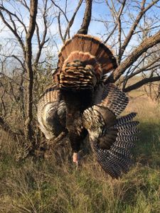 Texas Deer Hunting Delight