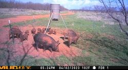 Thermal hog hunts