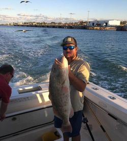 Gag grouper caught fishing in Port Canaveral FL waters from boat