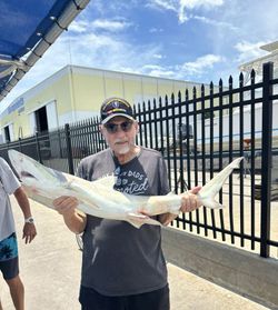 Fishing catch displayed at Port Canaveral FL marina with industrial buildings in background