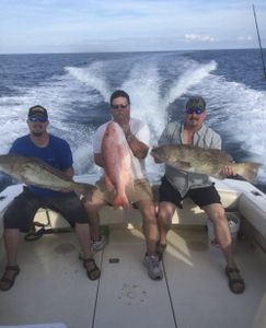 Three large fish displayed on boat deck after deep sea fishing trip in Port Canaveral FL, including gag grouper and red snapper