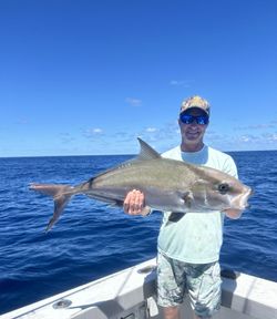 Longfin yellowtail catch displayed on fishing boat in Port Canaveral FL waters