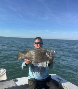 Tripletail fish catch displayed on fishing boat in Port Canaveral FL waters