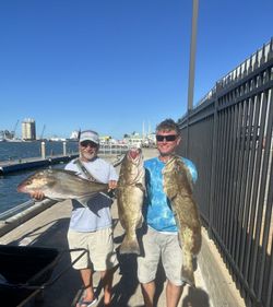 Fishing catch display showing longfin yellowtail and gag grouper at Port Canaveral FL