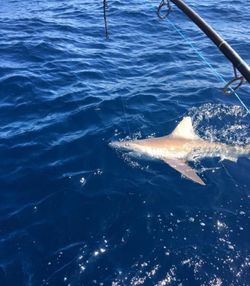 Sandbar shark swimming near fishing boat in Port Canaveral FL waters