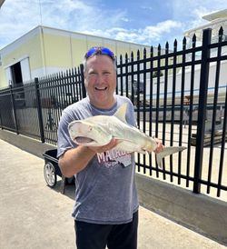 Freshly caught shark held up after successful fishing trip at Port Canaveral FL