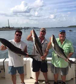 Three cobia fish caught during fishing trip at Port Canaveral FL