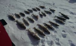 Caught Limits on Lake Erie