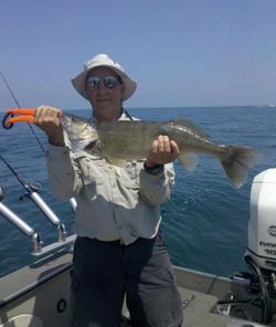 Walleye in Lake Erie