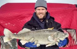 Walleye in Lake Erie