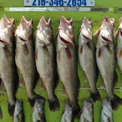 6 fish caught while fishing in OH