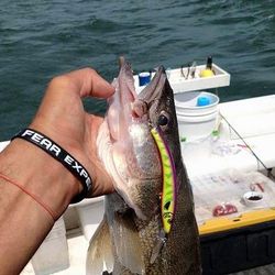 Walleye on Lake Erie