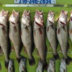 Walleye Trip in Lake Erie 2021